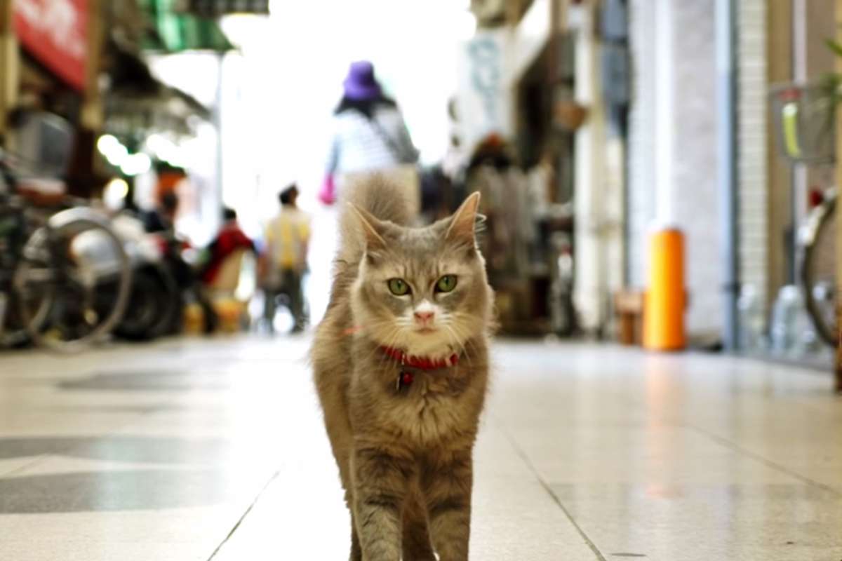 street view modo gato