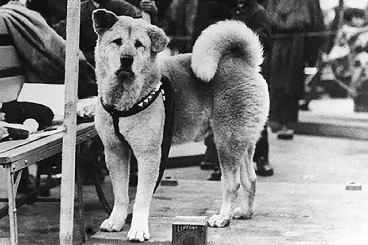 Los 100 años de Hachiko, el perro fiel que conmovió al mundo