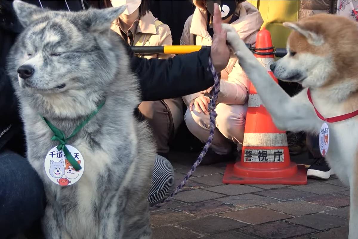 Una decena de perros Akita rindieron homenaje a Hachiko en el centenario de su nacimiento