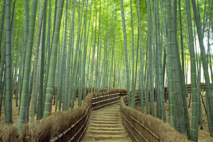 Arashiyama