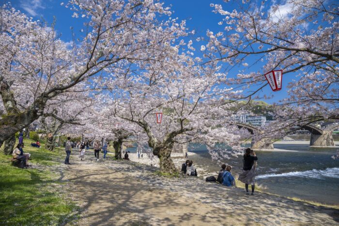 la belleza del sakura en Japón