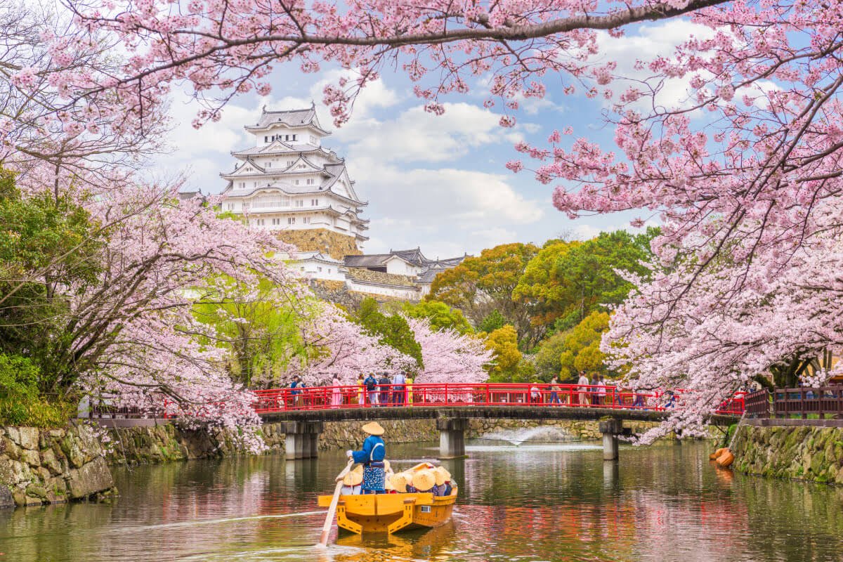 Dónde y cuándo ver cerezos en flor en Tokio en 2024 / Portal Oficial de  Turismo de Tokyo GO TOKYO