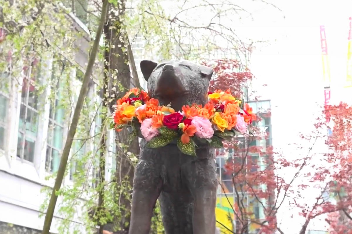 Lealtad eterna: Japón rinde homenaje a Hachiko, el fiel perro de Shibuya