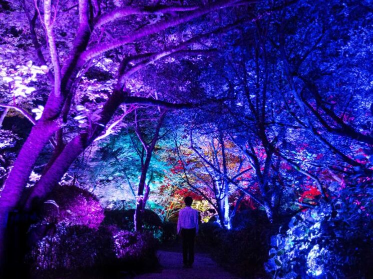 teamlab
